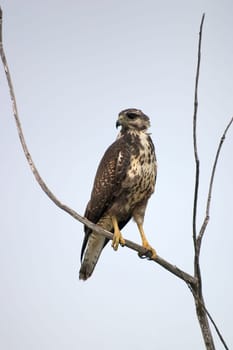 Caribbean Buzzard