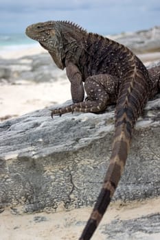 Belttail Iguana