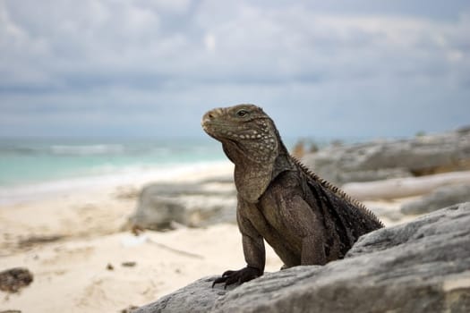 Belttail iguana,Cayo Largo/Cuba