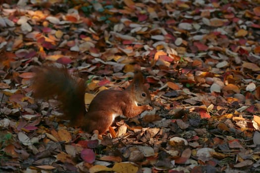Autumn Rug