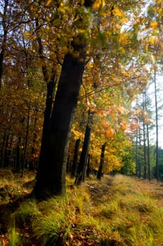 Autumn forest in the wind