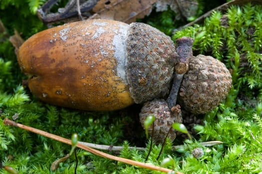 Acorn with cap