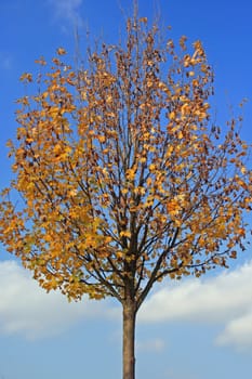 Sycamore maple