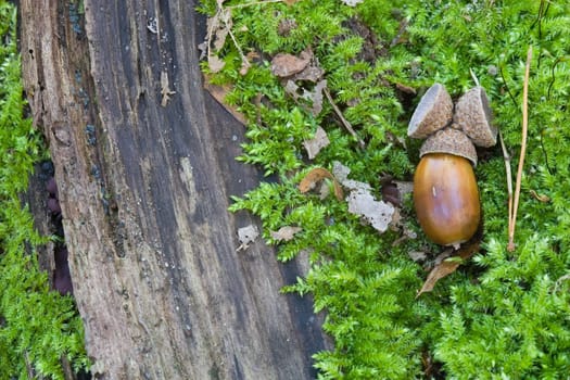 Acorn and tree trunk