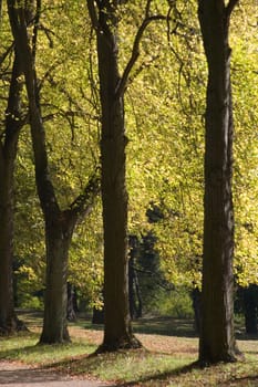 Three Trees