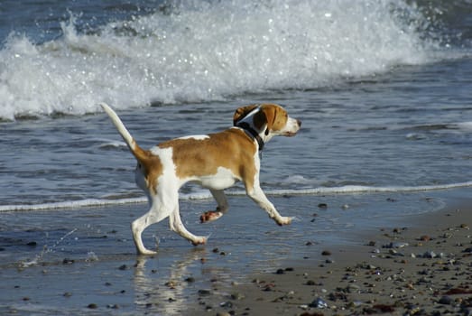 Little beagle running in front of the waves