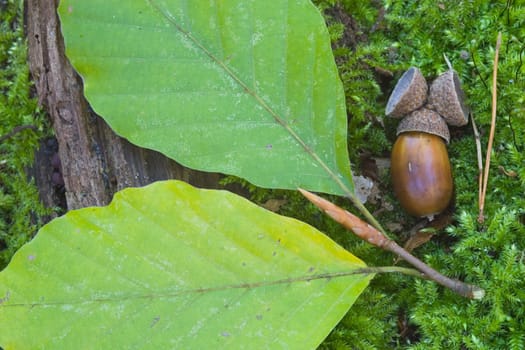 Acorn and leaves