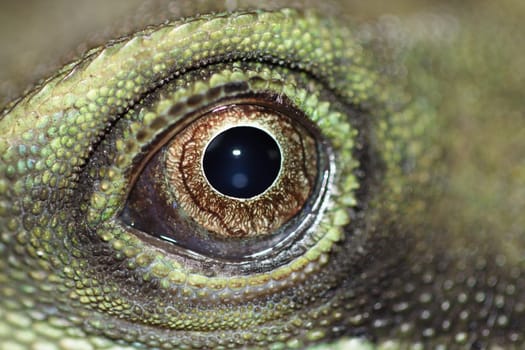 Eye of a water dragon