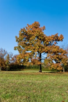 Autumn in the Park - Forest