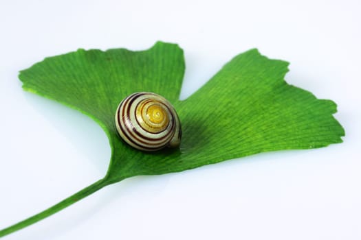 Gingko for ear blood circulation