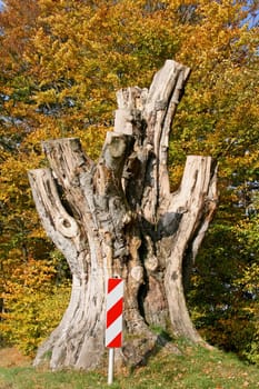 Tree stump of a giant beech tree