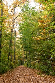 Chestnut and maple forest