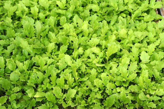 greenhorn