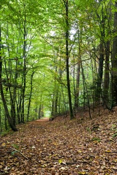 Chestnut and maple forest