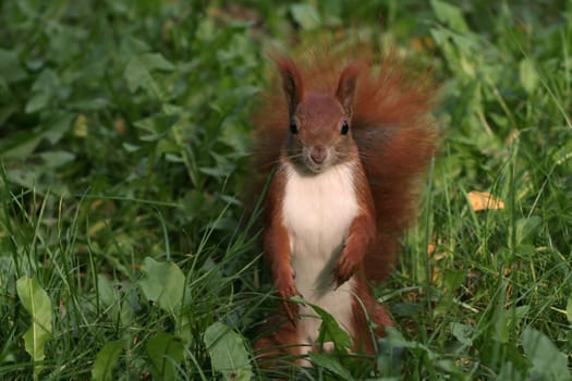 Where did you get your nuts...