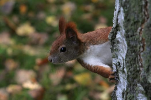 Observation post