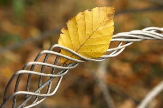landed in the wire