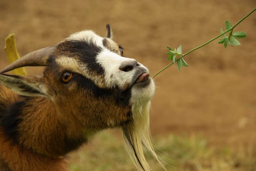 Goat 16