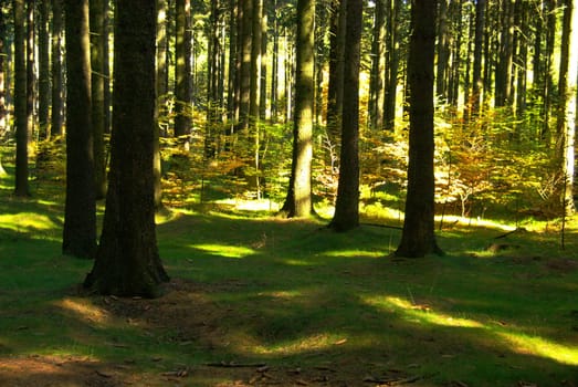 Forest 04