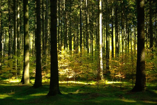 Forest 05