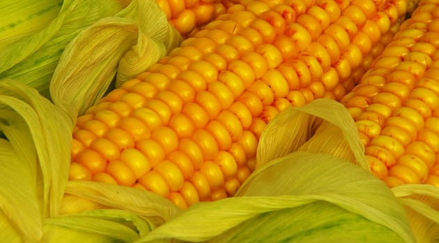 Corn 06