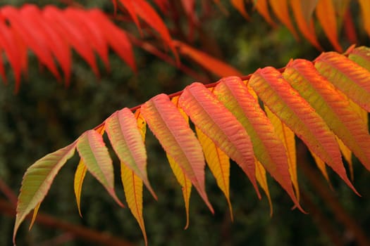 Autumn Colors