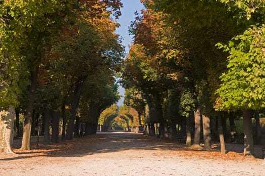 Avenue of trees in Schönbrunn Palace
