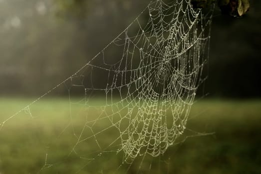 Cobweb
