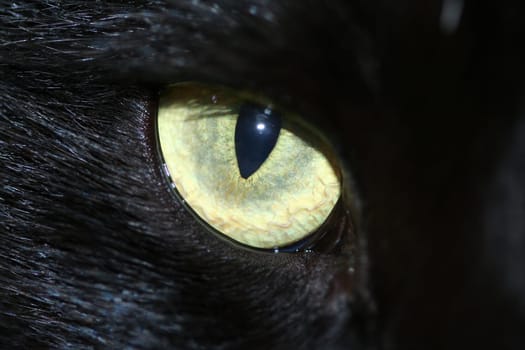 cat eye