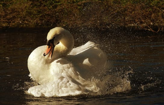 Autumn Cleaning