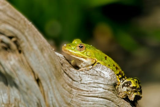 Frog