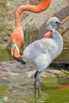 (mom or mother) without day