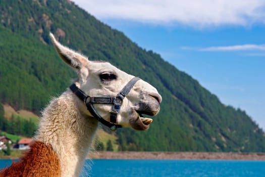 Lama