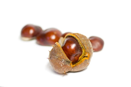 Horse chestnuts
