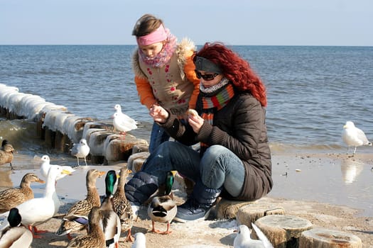 Feeding ducks at the Baltic Sea