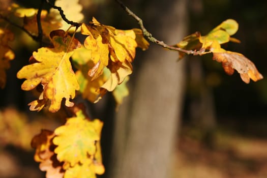Autumn leaves