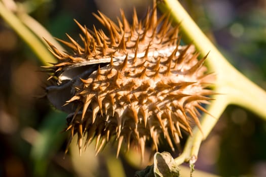 Fruit of datura
