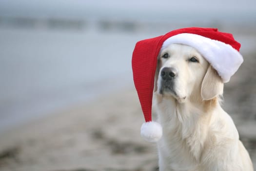 Dog goes on Christmas vacation on the beach