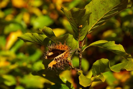 Beech 06