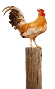 Rooster on fence post
