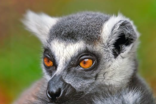 Ring-tailed lemur