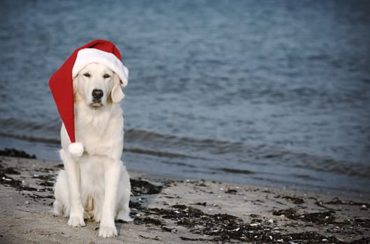 X-Mas Dog on the beach