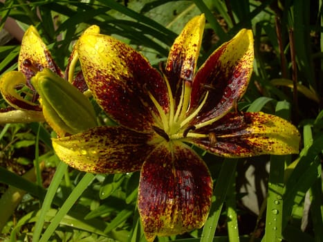 Lily 05