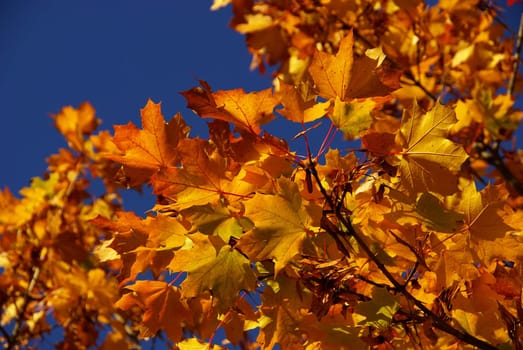 Maple 03