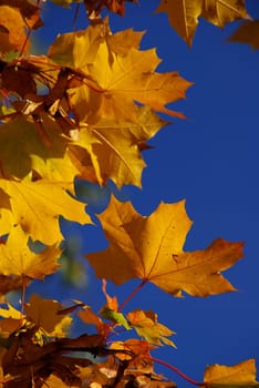 Maple 11