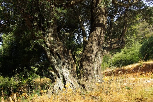 Olive Tree 22