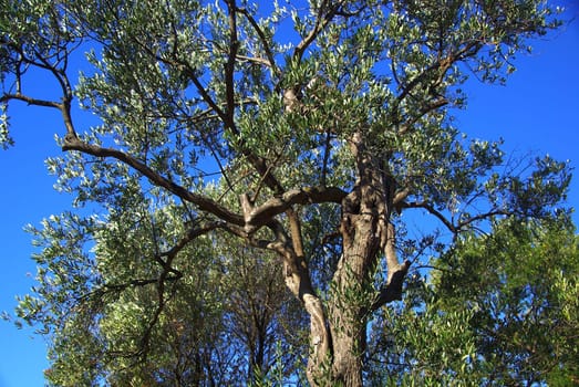 Olive Tree 14