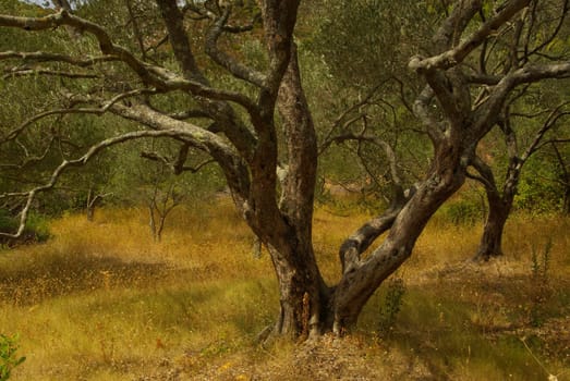 Olive Tree 33