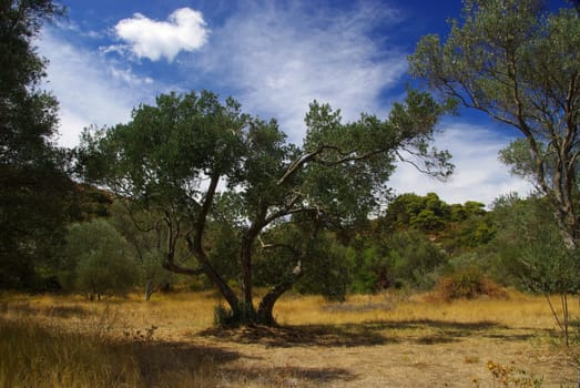 Olive Tree 28
