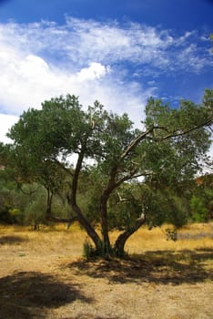 Olive Tree 27